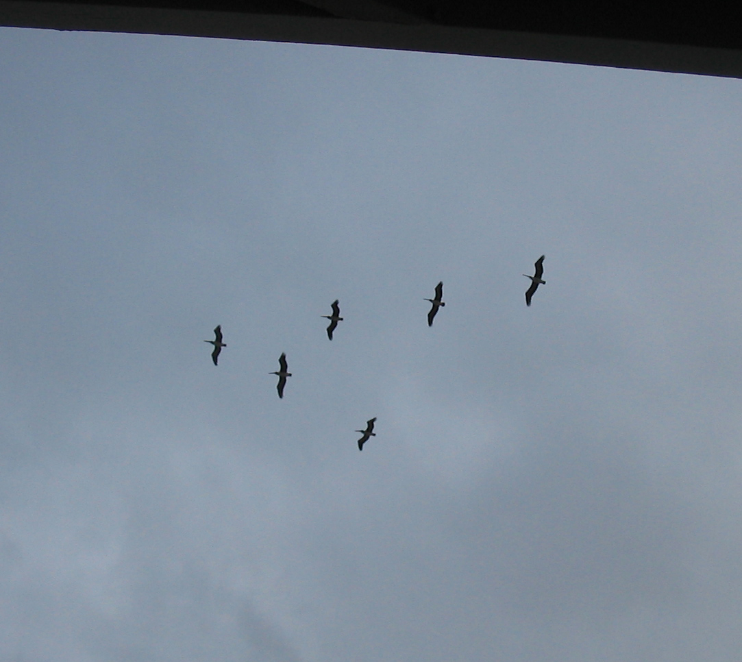 pelicans__6326