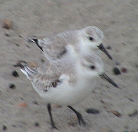 sandpipers_DSC00608