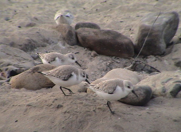 sandpipers_DSC00627