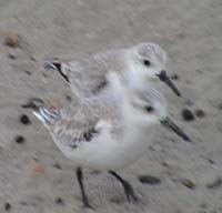 sandpipers_DSC00608