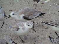 sandpipers_DSC00609