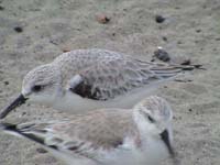 sandpipers_DSC00619